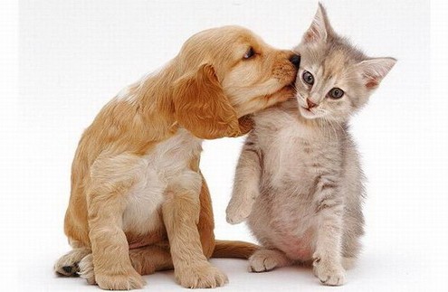 Imagenes-Tiernas-mascotas